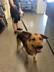 Shelter Stray Male Dog last seen Virginia Ave. Cincinnati, Other, OH, 1820 Princeton Rd, Hamilton, OH 45011, USA
