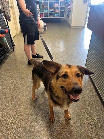 Shelter Stray Male Dog last seen Virginia Ave. Cincinnati, Other, OH, 1820 Princeton Rd, Hamilton, OH 45011, USA