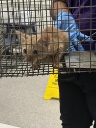 Shelter Stray Male Cat last seen Edson Blvd, Caddo Parish, LA, 1500 Monty St, Shreveport, LA 71107, USA