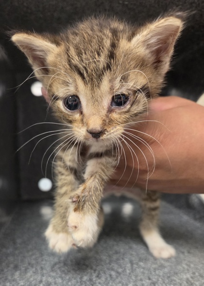 Shelter Stray Male Cat last seen Forestway Drive, County/Unicorporated, NC, 1491 Business Park Ct, Gastonia, NC 28052, USA