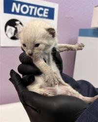 Shelter Stray Female Cat last seen Near Rutledge Pl, CITY of El Paso, TX, 5001 Fred Wilson Ave, El Paso, TX 79906, USA