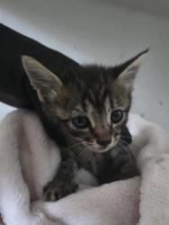 Shelter Stray Female Cat last seen Near FAIRBANKS DR, CITY of El Paso, TX, 5001 Fred Wilson Ave, El Paso, TX 79906, USA