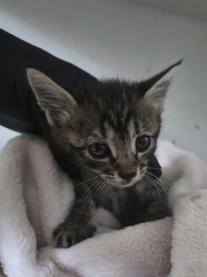 Shelter Stray Female Cat last seen Near FAIRBANKS DR, CITY of El Paso, TX, 5001 Fred Wilson Ave, El Paso, TX 79906, USA