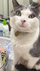 Lost Female Cat last seen harvest limoneria, Santa Paula, CA 93060