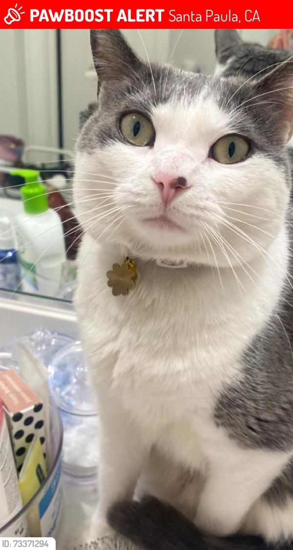 Lost Female Cat last seen harvest limoneria, Santa Paula, CA 93060