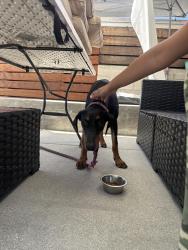 Found/Stray Female Dog last seen Wardlow Rd & Maine Ave, Long Beach, CA 90806
