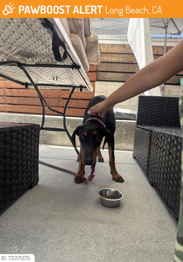 Found/Stray Female Dog last seen Wardlow Rd & Maine Ave, Long Beach, CA 90806