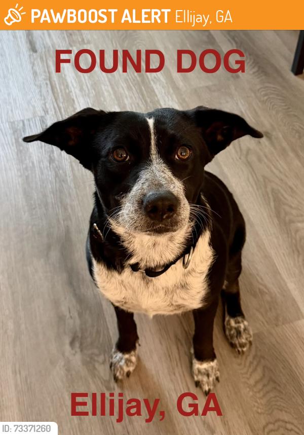 Found/Stray Female Dog last seen Near Red Apple Barn, Ellijay, GA 30540