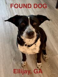 Found/Stray Female Dog last seen Near Red Apple Barn, Ellijay, GA 30540