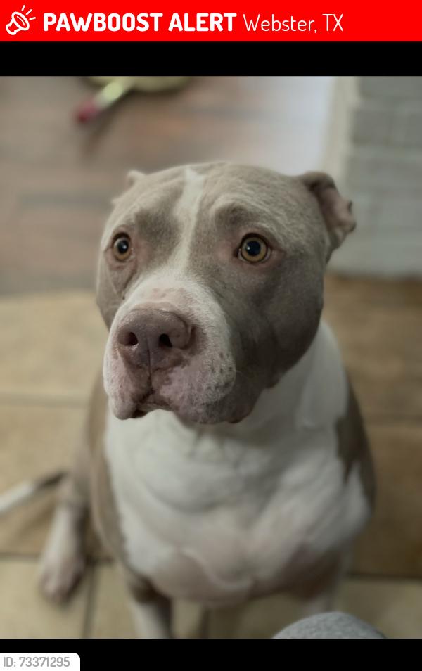 Lost Male Dog last seen Pipers view and Capehill, Webster, TX 77598
