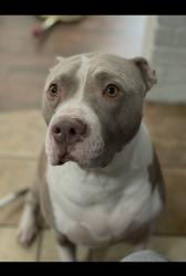 Lost Male Dog last seen Pipers view and Capehill, Webster, TX 77598