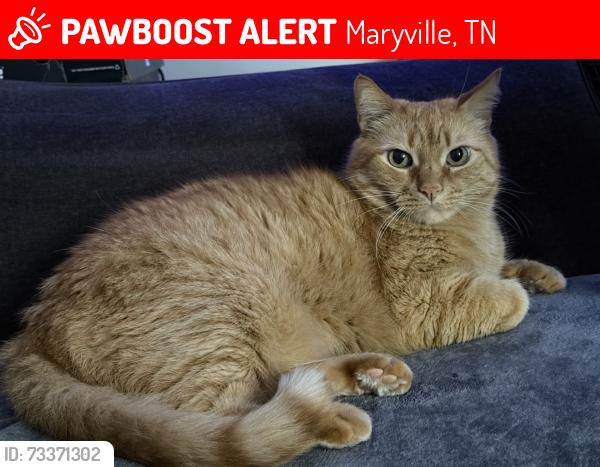 Lost Male Cat last seen Louella Dr/ Court St., Maryville, TN 37803