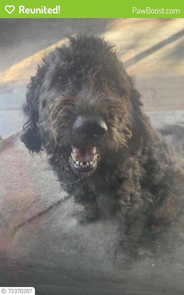 Reunited Male Dog last seen By apopka high school, Apopka, FL 32712
