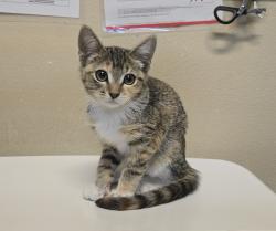 Shelter Stray Female Cat last seen Near Vale View Drive, Vista, CA, 92083, Oceanside, CA 92058, USA