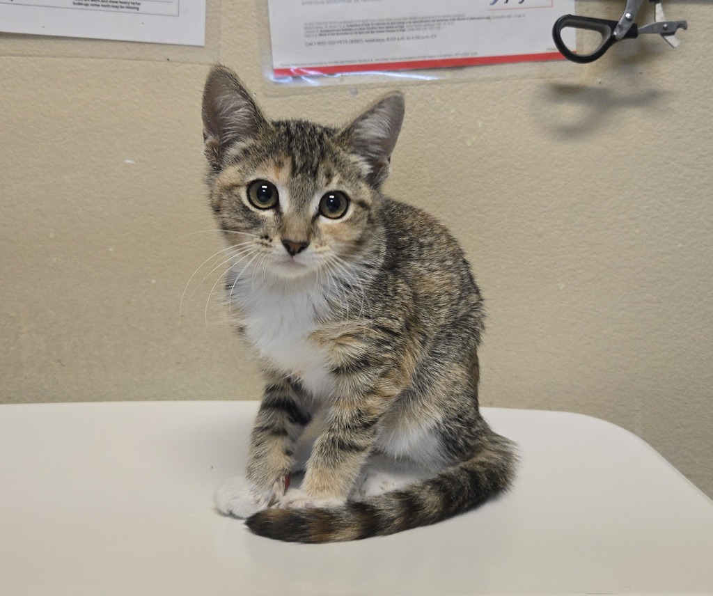Shelter Stray Female Cat last seen Near Vale View Drive, Vista, CA, 92083, Oceanside, CA 92058, USA