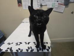 Shelter Stray Male Cat last seen Near W Bobier Drive, Vista, CA, 92083, Oceanside, CA 92058, USA