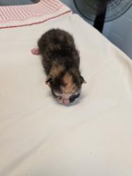 Shelter Stray Female Cat last seen San Ysidro Blvd, San Diego, CA, 92173, 5500 Gaines St, San Diego, CA 92110, USA