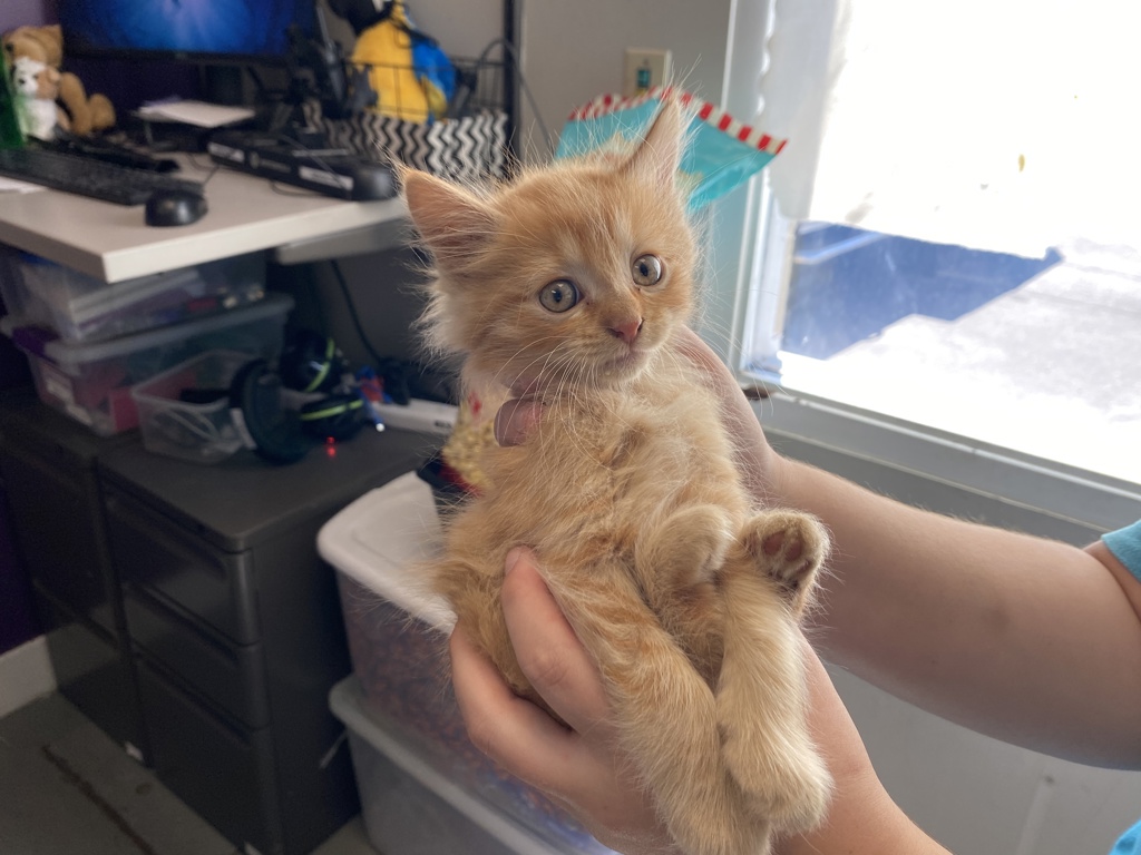 Shelter Stray Male Cat last seen Near W Copper Hill Drive, Magna Township, UT, 84044, 511 W 3900 S, Salt Lake City, UT 84123, USA