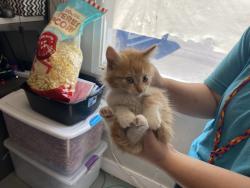 Shelter Stray Male Cat last seen Near W Copper Hill Drive, Magna Township, UT, 84044, 511 W 3900 S, Salt Lake City, UT 84123, USA