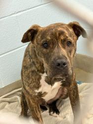 Shelter Stray Male Dog last seen Near Charley Eckman Lane, GLEN BURNIE, MD, 21061, 411 Maxwell Frye Rd, Millersville, MD 21108, USA