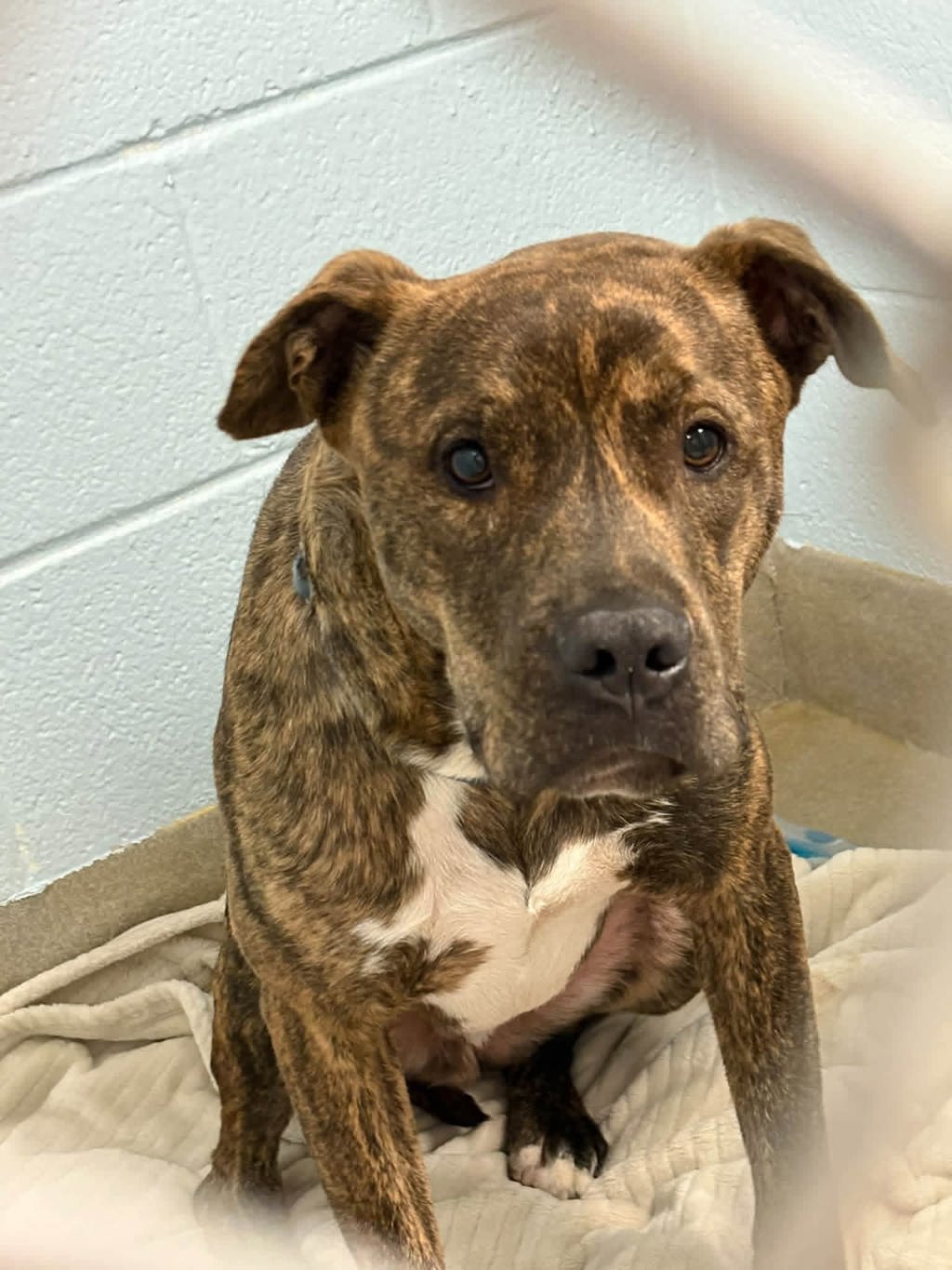 Shelter Stray Male Dog last seen Near Charley Eckman Lane, GLEN BURNIE, MD, 21061, 411 Maxwell Frye Rd, Millersville, MD 21108, USA