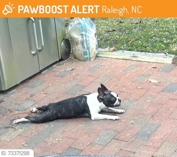 Found/Stray Female Dog last seen Ebenezer Church Rd, Raleigh, NC 27613