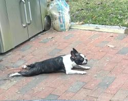 Found/Stray Female Dog last seen Ebenezer Church Rd, Raleigh, NC 27613