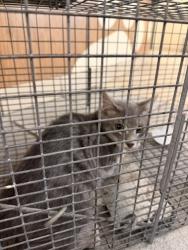 Shelter Stray Female Cat last seen Heather Dr, VIRGINIA BEACH, VA, 23462, 341 S Birdneck Rd, Virginia Beach, VA 23451, USA
