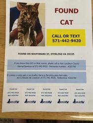 Found/Stray Male Cat last seen Cascades Parkway (by the Giant Food store), Cascades, VA 20165