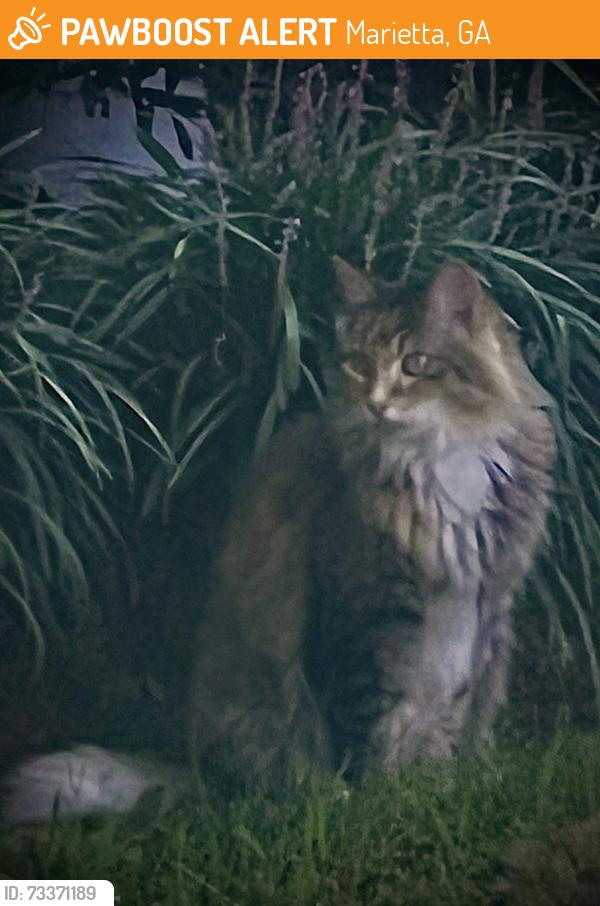 Found/Stray Unknown Cat last seen Woodcutt place (neighborhood), Marietta, GA 30062