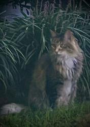 Found/Stray Unknown Cat last seen Woodcutt place (neighborhood), Marietta, GA 30062