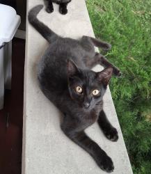 Lost Male Cat last seen E Carter street, Cerro Gordo, IL 61818