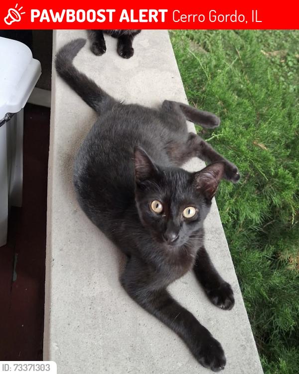 Lost Male Cat last seen E Carter street, Cerro Gordo, IL 61818