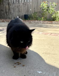 Reunited Unknown Cat last seen Fern & Cedar, San Diego, CA 92102