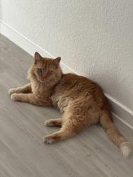 Lost Male Cat last seen Near South Peek Road Richmond, TX 77407 United States, Richmond, TX 77407