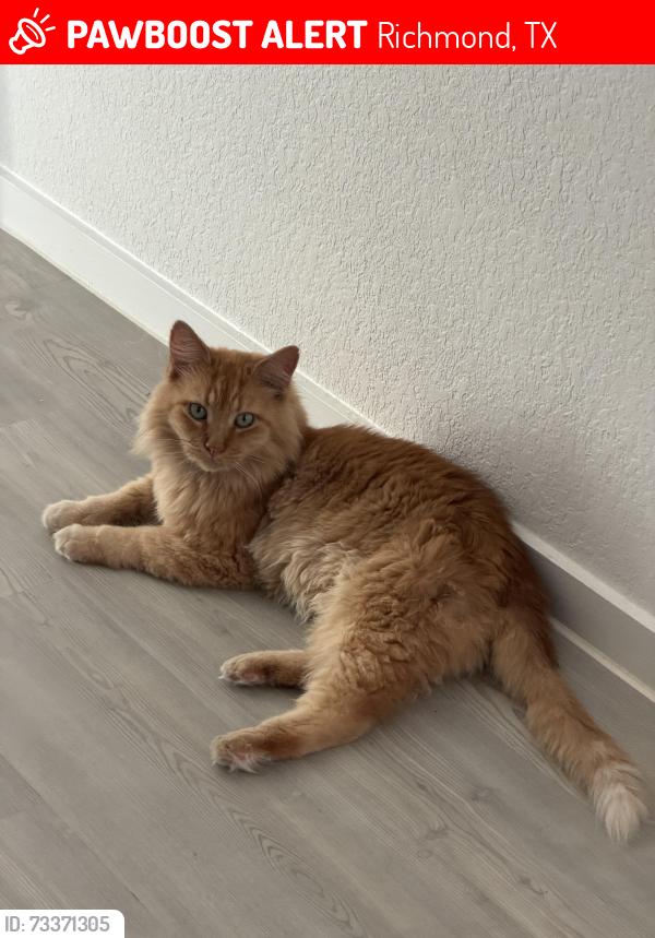 Lost Male Cat last seen Near South Peek Road Richmond, TX 77407 United States, Richmond, TX 77407