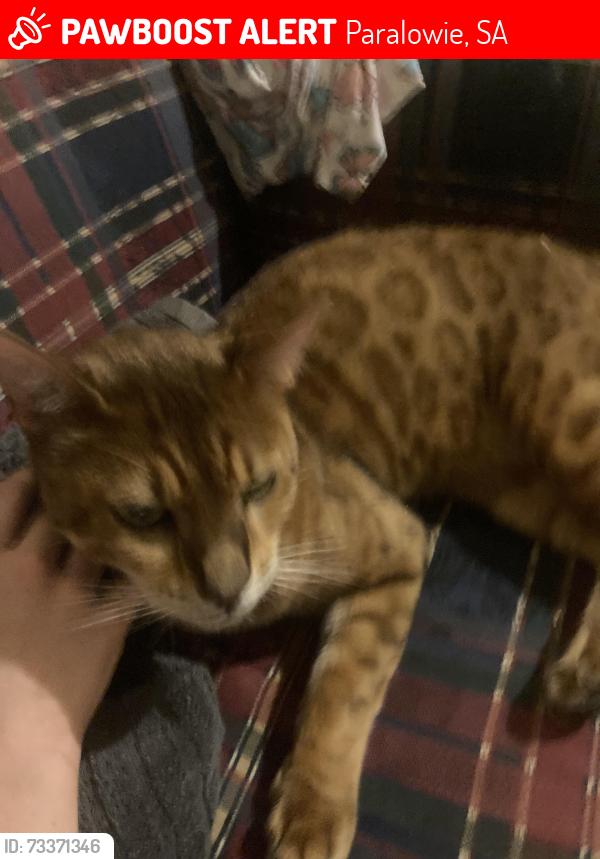 Lost Male Cat last seen Paralowie, Paralowie, SA 5108