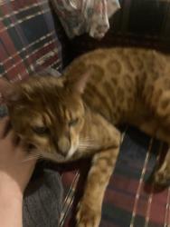 Lost Male Cat last seen Paralowie, Paralowie, SA 5108