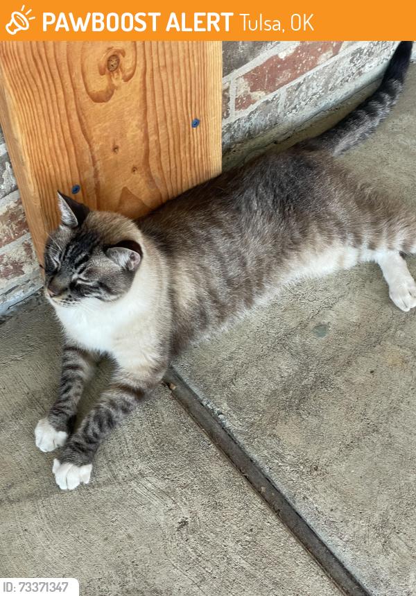 Found/Stray Unknown Cat last seen Southwood apmts 51st and Lewis, Tulsa, OK 74103