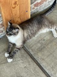 Found/Stray Unknown Cat last seen Southwood apmts 51st and Lewis, Tulsa, OK 74103