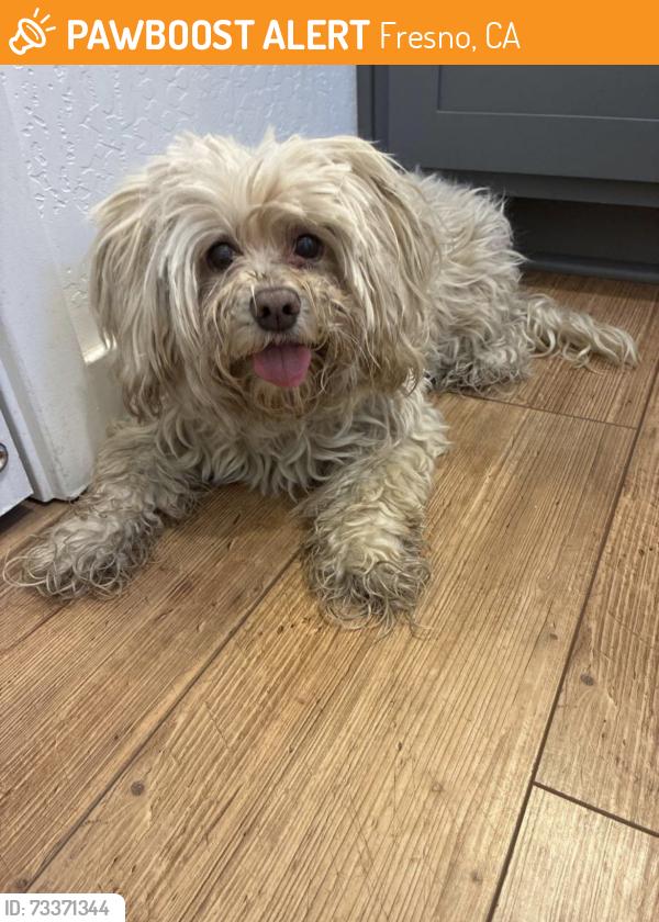 Found/Stray Female Dog last seen Green Hill Nursery, Fresno, CA 93727