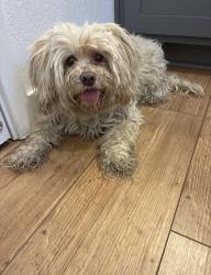 Found/Stray Female Dog last seen Green Hill Nursery, Fresno, CA 93727