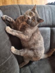 Lost Female Cat last seen De130se, Burton upon Trent, England DE13 0SE