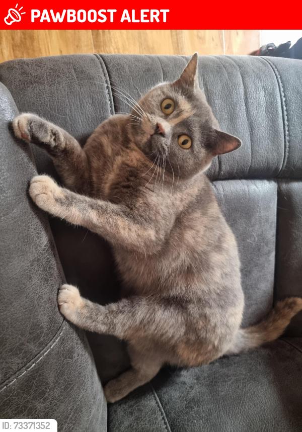 Lost Female Cat last seen De130se, Burton upon Trent, England DE13 0SE