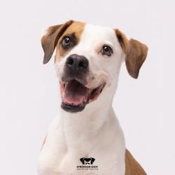 Shelter Stray Male Dog last seen , 3607 N Armenia Ave, Tampa, FL 33607, USA