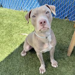 Shelter Stray Male Dog last seen , 12910 Yukon Ave, Hawthorne, CA 90250, USA