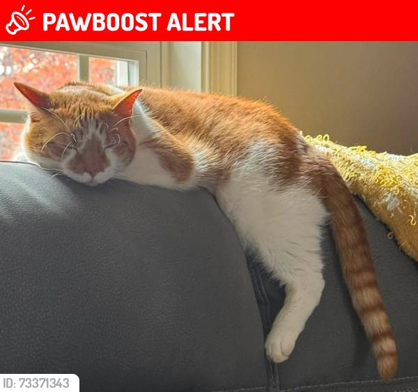 Lost Male Cat last seen Near Garrison Lane, Spotsylvania, VA, Spotsylvania Courthouse, VA 22551