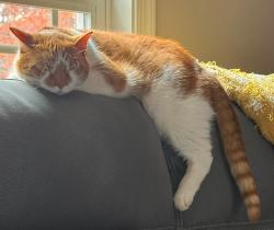 Lost Male Cat last seen Near Garrison Lane, Spotsylvania, VA, Spotsylvania Courthouse, VA 22551