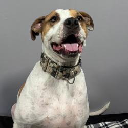 Shelter Stray Male Dog last seen , 2951 S 1st St, Cabot, AR 72023, USA