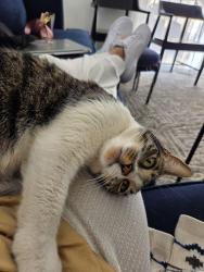 Found/Stray Female Cat last seen Bedford Euless road/ Norwood, Hurst, TX 76053